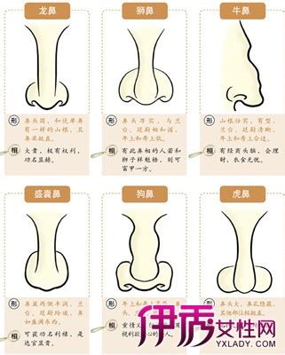 鼻子面相学|14种鼻型图解 最全鼻子看相解读命运